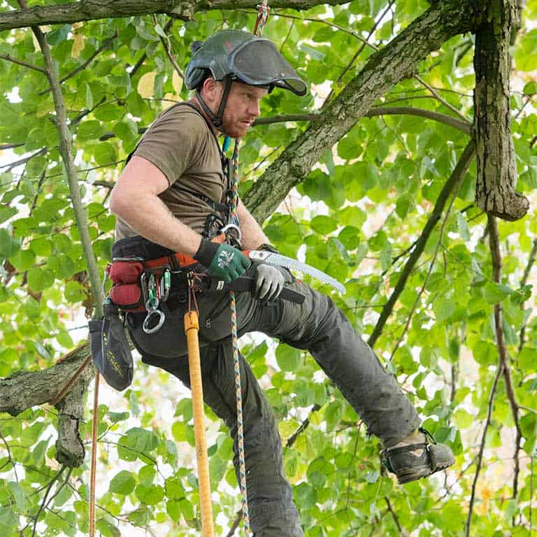 Baumpflege für gesunde und stabile Bäume