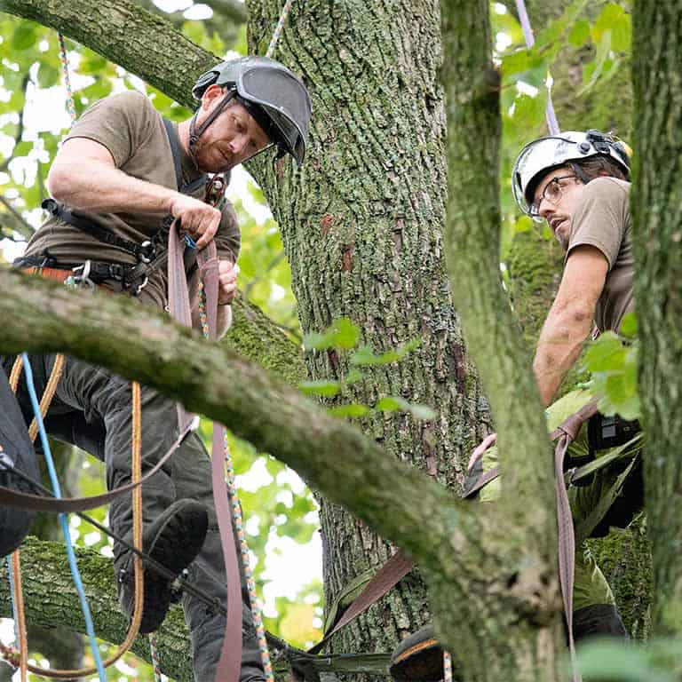 Fachgerechte Baumkontrolle durch regelmäßige Baumpflege - zwei Baumpfleger bei der Arbeit im Baum